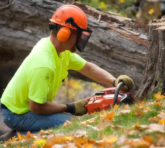 tree services Morris